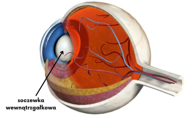 Jak wygląda soczewka oka? Zaskakujące fakty o jej budowie i funkcji